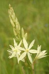 Great Camas (white form) blossoms