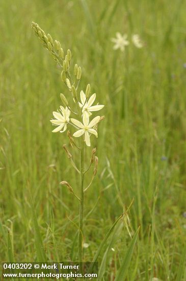 Camassia leichtlinii ssp. leichtlinii
