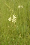 Great Camas (white form)