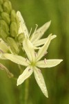 Great Camas (white form) blossom detail