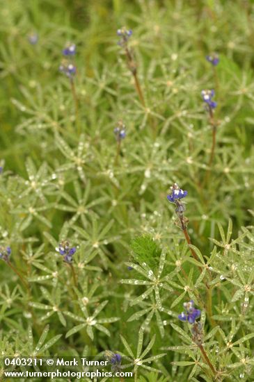 Lupinus bicolor