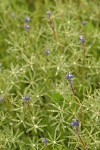 Two-colored Lupine wet w/ rain