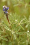Two-colored Lupine blossoms & foliage wet w/ rain