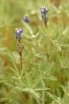 Two-colored Lupine blossoms & foliage wet w/ rain