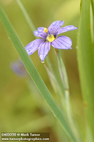 Sisyrinchium idahoense