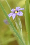 Blue-eyed Grass blossom wet w/ rain