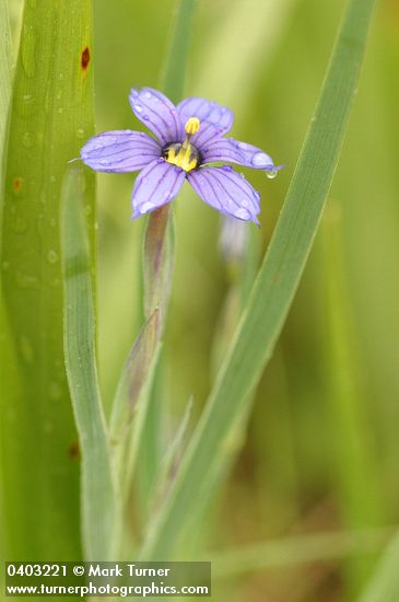 Sisyrinchium idahoense