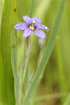 Blue-eyed Grass blossom wet w/ rain