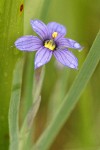 Blue-eyed Grass blossom wet w/ rain