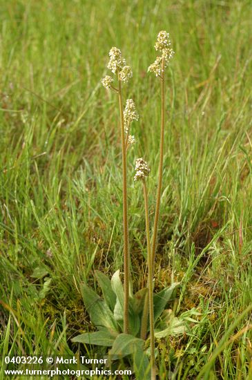 Saxifraga oregana