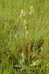 Oregon Saxifrage