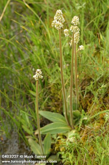 Saxifraga oregana