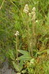 Oregon Saxifrage