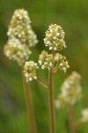 Oregon Saxifrage blossoms