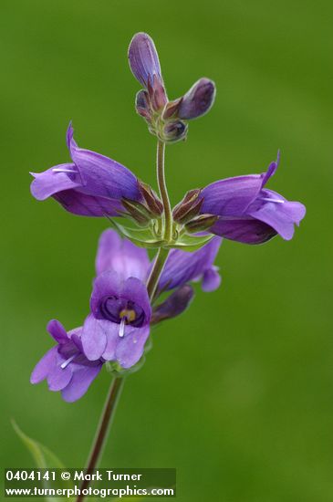 Penstemon glandulosus