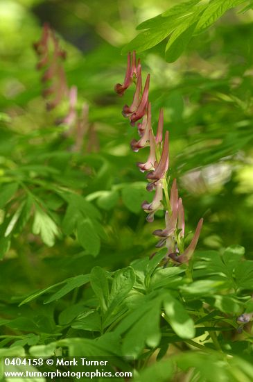 Corydalis scouleri