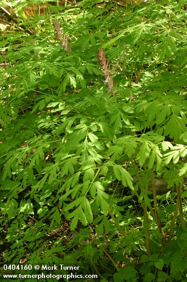 Corydalis scouleri