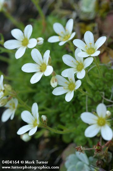 Saxifraga caespitosa ssp. subgemmifera