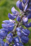 Columbia Gorge Broadleaf Lupine blossoms detail