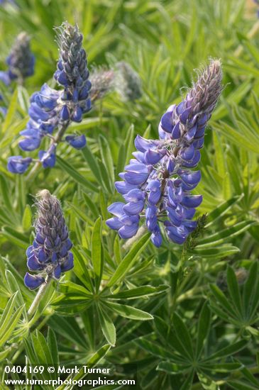 Lupinus latifolius var. thompsonianus