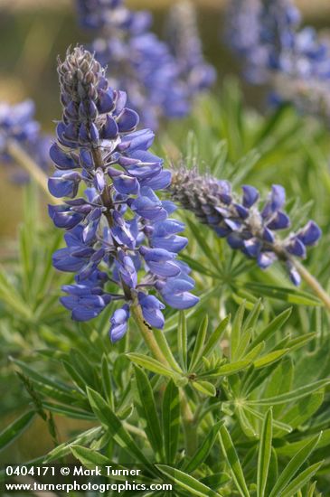 Lupinus latifolius var. thompsonianus