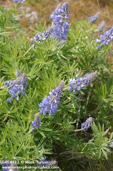 Lupinus latifolius var. thompsonianus