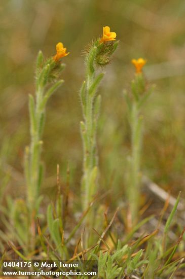 Amsinckia menziesii