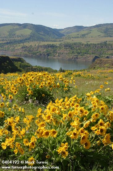 Balsamorhiza sagittata