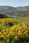 View to Columbia Gorge w/ Arrow-leaf Balsamroot