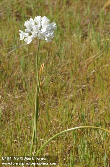 Triteleia grandiflora var. howellii