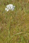 Bicolored Cluster Lily