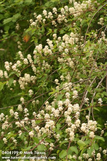 Ceanothus sanguineus