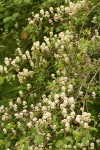 Redstem Ceanothus