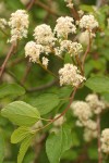 Redstem Ceanothus blossoms & foliage