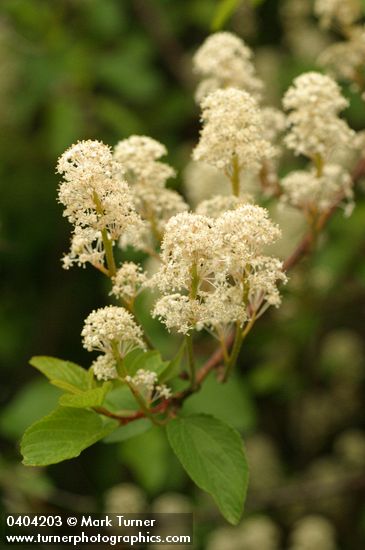 Ceanothus sanguineus