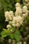 Redstem Ceanothus blossoms & foliage