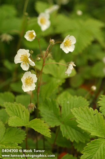 Fragaria vesca