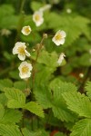 Woodland Strawberry