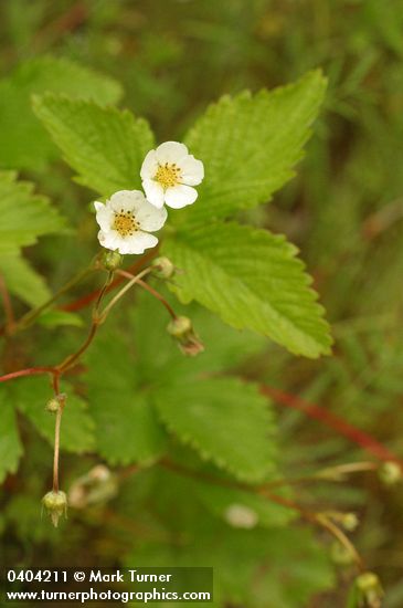 Fragaria vesca