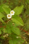 Woodland Strawberry