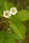 Woodland Strawberry blossoms & foliage