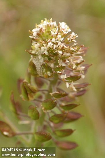 Lepidium sp.