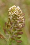 Peppergrass blossoms & silicles detail