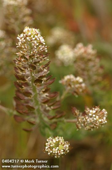 Lepidium sp.