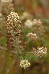 Peppergrass blossoms & silicles