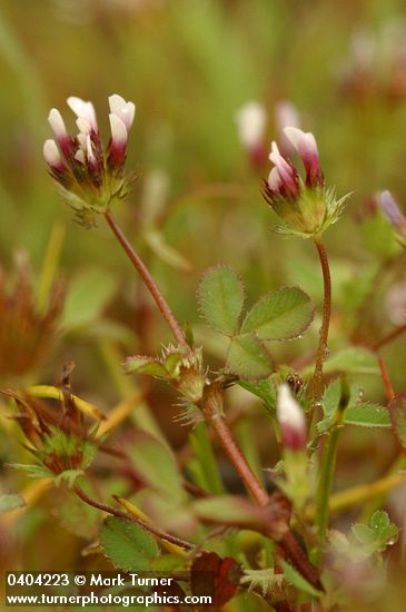 Trifolium microdon