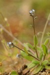 Small-flowered Forget-me-not