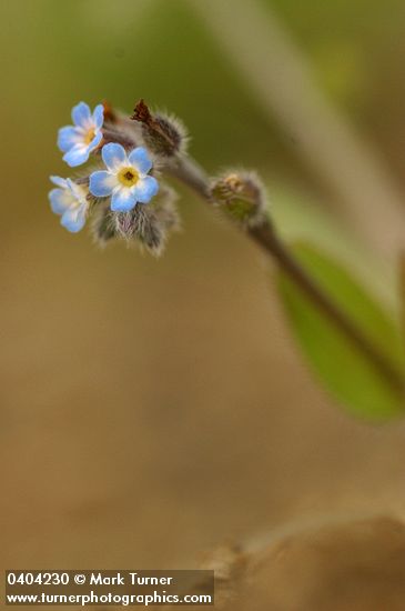 Myosotis laxa