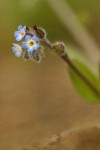 Small-flowered Forget-me-not blossoms