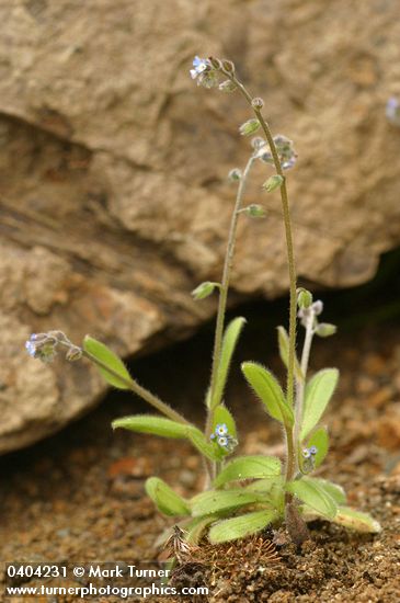 Myosotis laxa